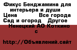 Фикус Бенджамина для интерьера и души › Цена ­ 2 900 - Все города Сад и огород » Другое   . Ненецкий АО,Коткино с.